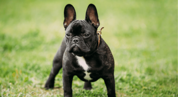 Mon chien a-t-il des vers ?